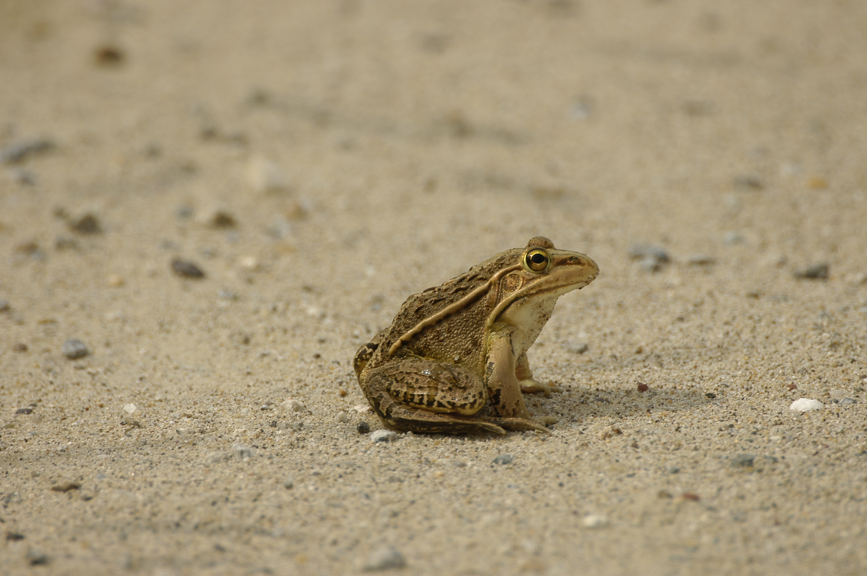 개구리를 깨우는 경칩의 생태학