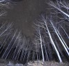 별밤 은하수 촬영의 명소, 죽파리 자작나무숲